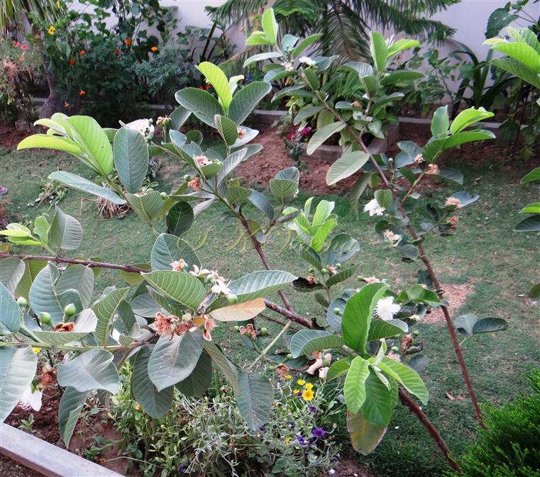   Plant